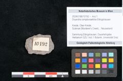 Foto (Objekt + Etikett) von Dryandra comptoniaefolia Ettingshausen (NHMW-GEO-2024-0188-10192)